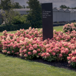 Hortenzia metlinatá (Hydrangea paniculata) ´LIVING LITTLE LOVE´® by LIVING CREATIONS® výška 20-30 cm, kont. C1,5L